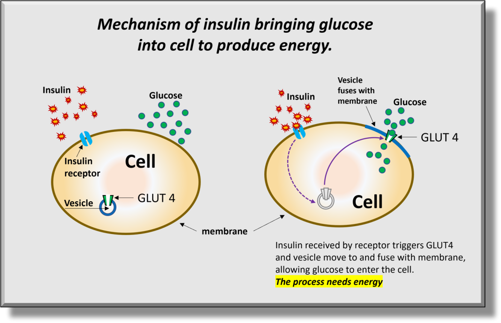 Boosting insulin efficiency