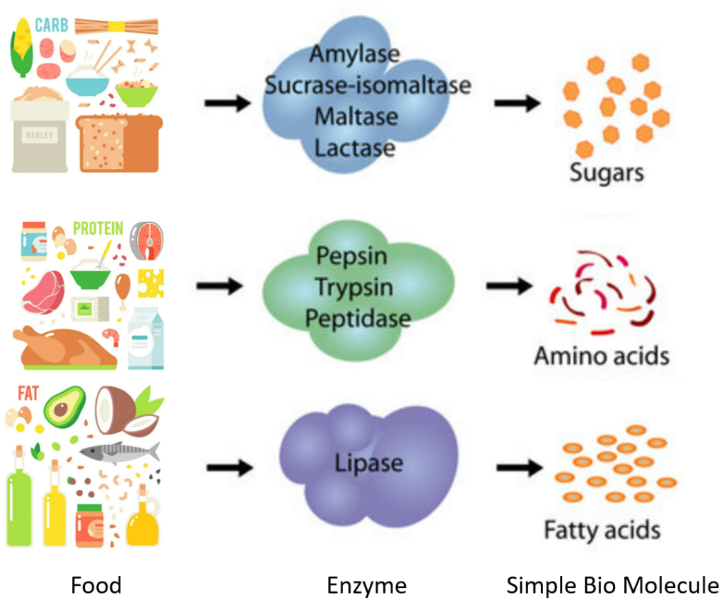 food metabolism